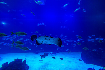 Different Fishes, Mantas and Sharks in a Seawater Aquarium in Gran Canaria