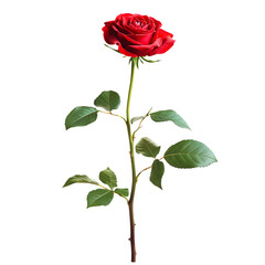 Fototapeta premium Red Rose Stick Isolated on Transparent Background. Generative AI