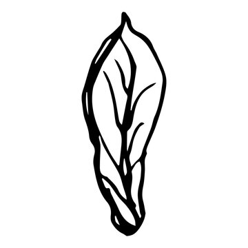 recommend clip art: Vintage rowan, great design for any purposes. Hand drawn black illustration.