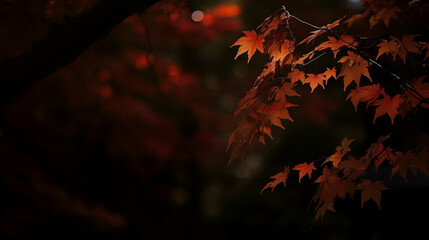 Close-up view of red maple leaves on a branch, set against a shadowy background with a hint of light