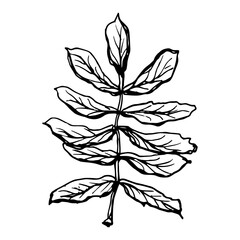 Vintage rowan, great design for any purposes. Hand drawn black illustration.