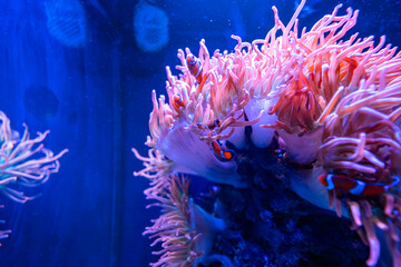 Sea Anemones in a Seawater Aquarium in Gran Canaria