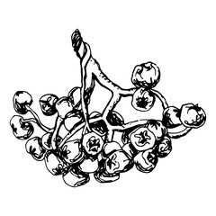 Rowan in hand drawn style on black background. Vintage line art closeup.