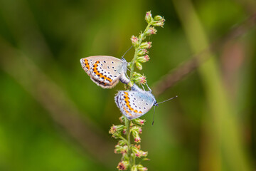 Silver-studded blue butterflies mating on mugwort flowers.