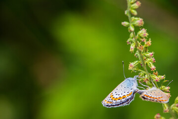 Silver-studded blue butterflies mating on mugwort flowers.