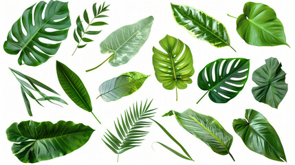 Set leaf palm collection of green leaves pattern.