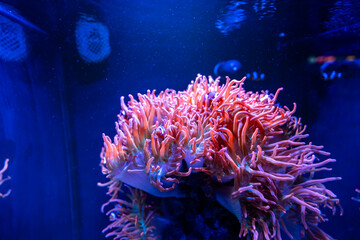 Fototapeta na wymiar Sea Anemones in a Seawater Aquarium in Gran Canaria