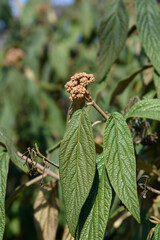 Wrinkled viburnum branch with flower buds