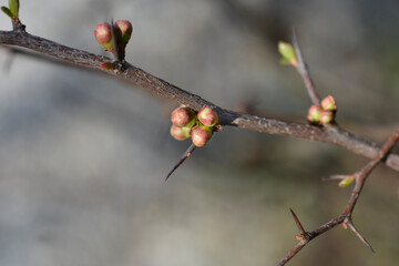 Japanese Flowering Quince branch with flower buds