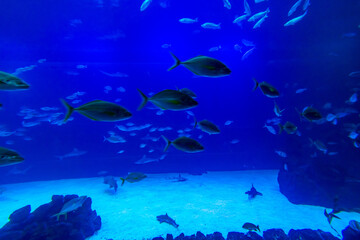 Fototapeta na wymiar Different Fishes, Mantas and Sharks in a Seawater Aquarium in Gran Canaria