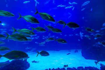 Different Fishes, Mantas and Sharks in a Seawater Aquarium in Gran Canaria