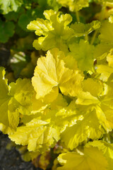 Coral Bells Electric Lime leaves