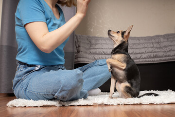 Canine training, owner giving treats, rewarding good behavior, pet education