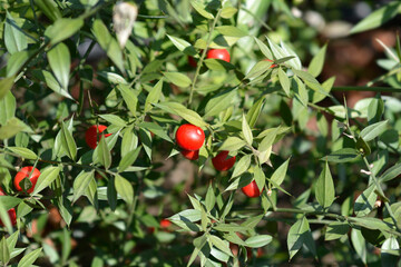Spiny butchers broom branch with fruit