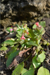 Red lungwort flowers