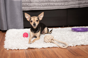 pet toys, a dog lies among balls and ropes and flying discs, accessories for puppies