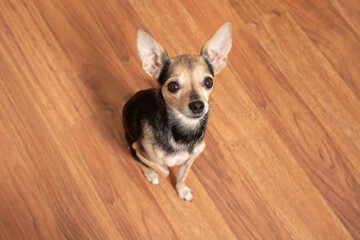 Dog begs for a treat, adorable terrier, snack reward, canine education