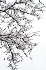 London plane branches covered in snow