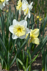 Obraz premium Daffodil Ice Follies flowers