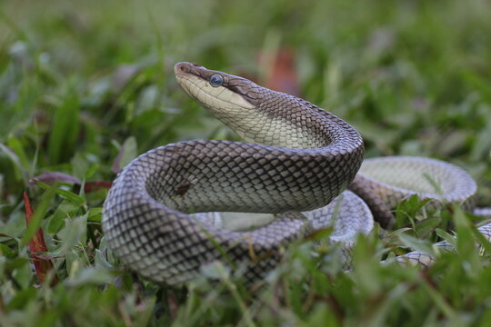 snake, ptyas fusca, a ptyas fusca snake in a meadow 
