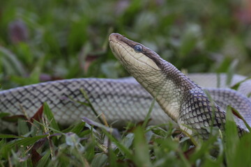 Fototapeta premium snake, ptyas fusca, a ptyas fusca snake in a meadow 
