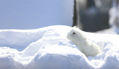 small funny white rabbit in the snow