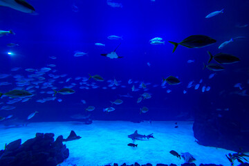Obraz na płótnie Canvas Different Fishes, Mantas and Sharks in a Seawater Aquarium in Gran Canaria