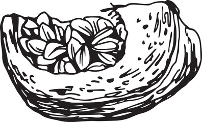 Hand drawn pumpkin for decorative design. Vintage pumpkin.