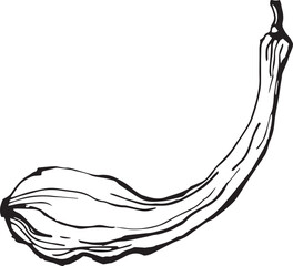 Hand drawn pumpkin for decorative design. Vintage pumpkin.