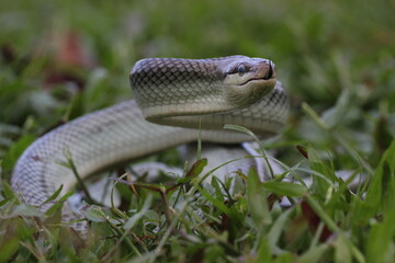 snake, ptyas fusca, a ptyas fusca snake in a meadow 