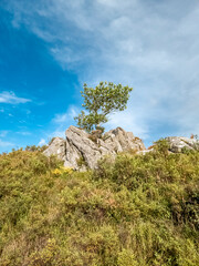 Tree growing on a rock in Ireland