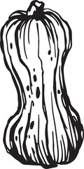 Hand drawn pumpkin for decorative design. Vintage pumpkin.