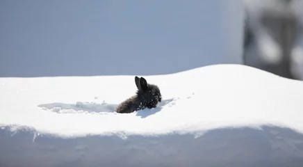 Fotobehang small funny black rabbit in the snow © serikbaib