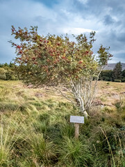 Rowan tree and sign explaining it irish and english including translation