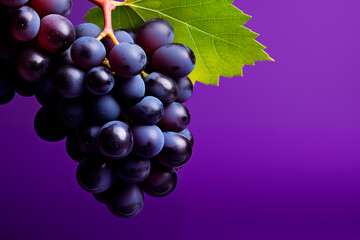 Fototapeta premium Grape bunch close up, violet background with copy space