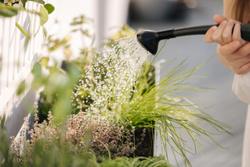 Close up of watering the plants from a watering can. Girls watering rosemary and other plants on...
