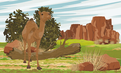 A re-feralized dromedary camel stands in dry grass in a meadow in front of the red rocks. Realistic vector landscape of Australia