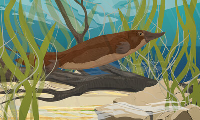 The platypus swims past a branch lying on the bottom of a lake. Endemic species of Australia and Tasmania. Realistic vector landscape