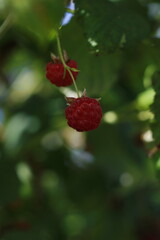 two raspberries coarsely on the inside of a bush