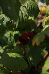 a branch with raspberries in summer