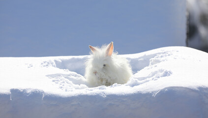 small funny white rabbit in the snow