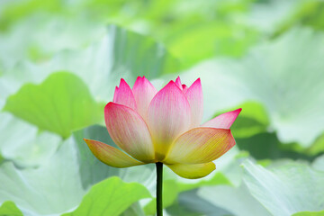 ピンクの花の葉が咲きだした、蓮の花言葉は信頼、仏教の花
