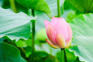 Obraz premium 青い葉とピンクの蓮の花は神話の花、神聖な花