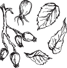 Hand drawn black rosehip. Vintage rosehip, great design for any purposes.