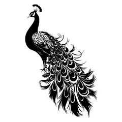 Fototapeta premium peacock bird vector silhouette, black color silhouette