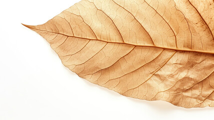 Close-up detail of a dry, brown leaf isolated against a stark white background