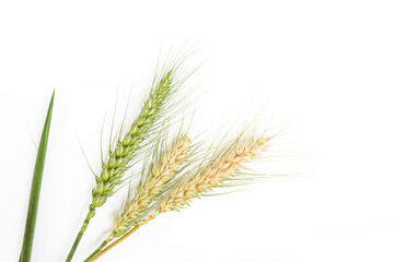 Wheat ears on a white background
