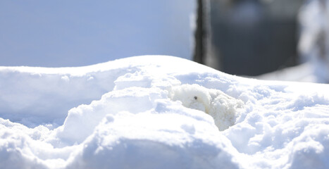 small funny white rabbit in the snow