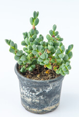 Corpuscularia lehmannii Delosperma plant succulent in pot. Green little flower on white background