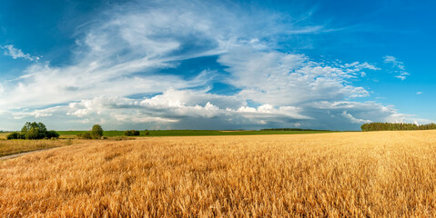 Obraz premium A field of golden wheat spikelets against a blue sky with beautiful white clouds.